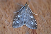 Udea olivalis